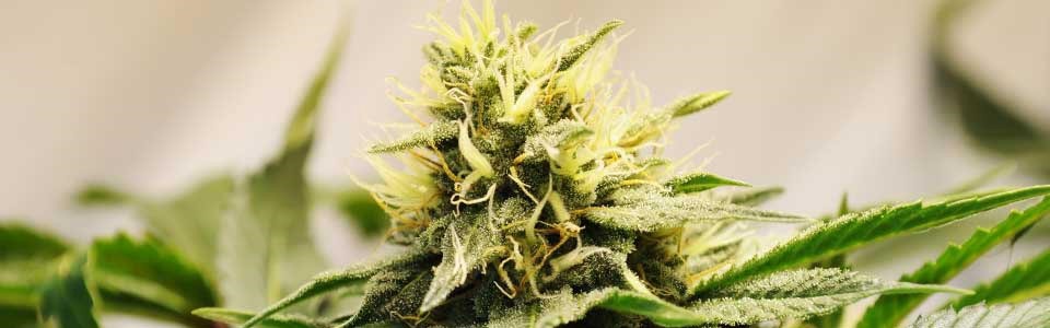 CBD 
      Oil Rub For Pain Clarcona 
      FL 32710